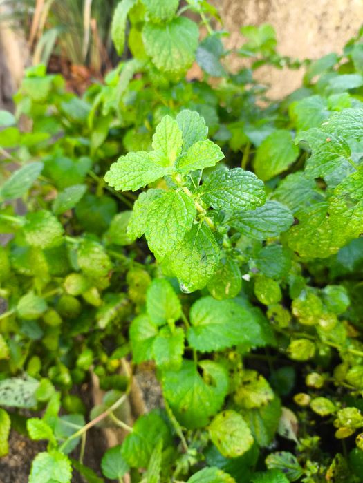 venda de ervas aromáticas e chás