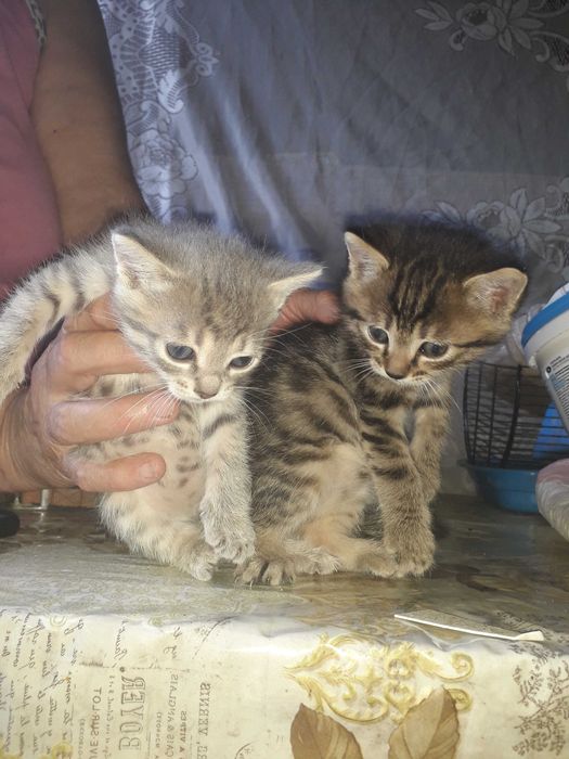Вiддамо кошенят в добрi руки!