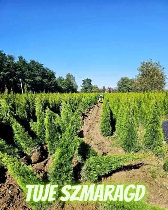 Tuja Szmaragd 250 , 220 cm SADZIMY (dostawa GRATIS cały kraj)