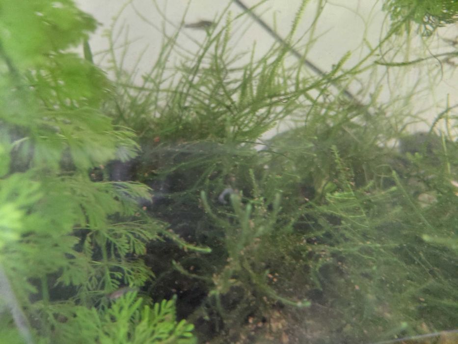 Planta aquatica musgo christmas