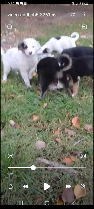 Собачки шукають дім