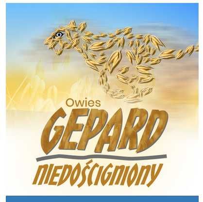 Owies jary Gepard, nasiona kwalifikowane C1 wysyłka