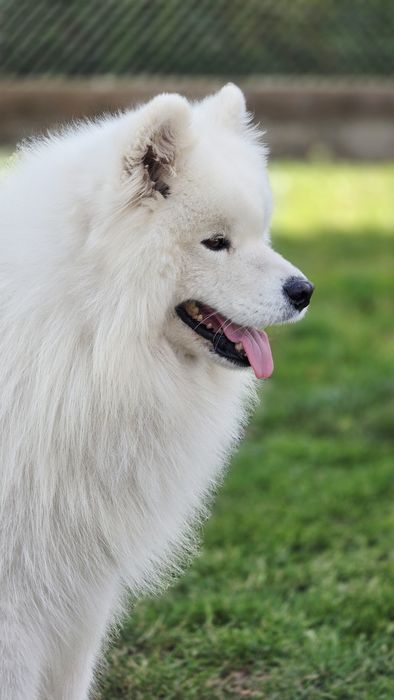 Samoyed, reproduktor ZKwP