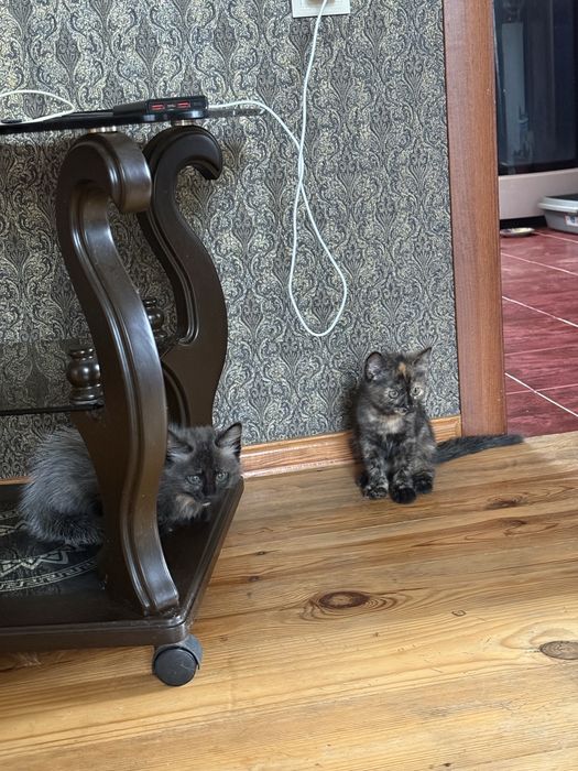 Віддамо кошенят у добрі руки!