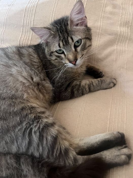 Gato jovem para adoção responsável