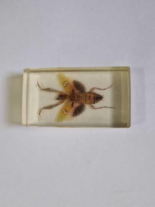 Coleção Bichos Salvat