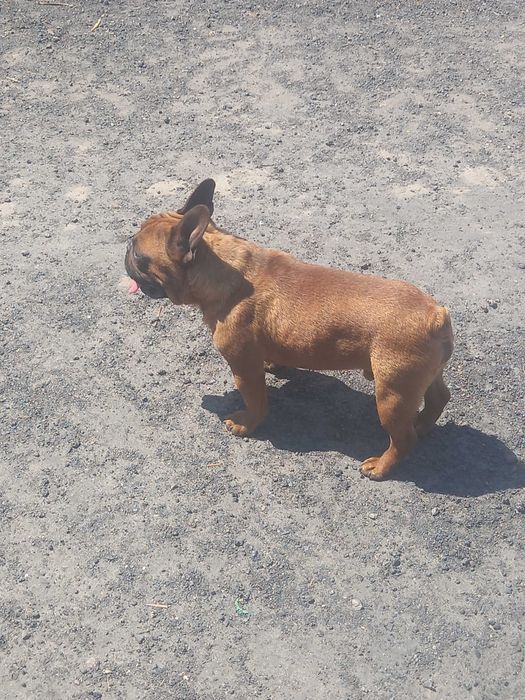 Buldog francuski piesek