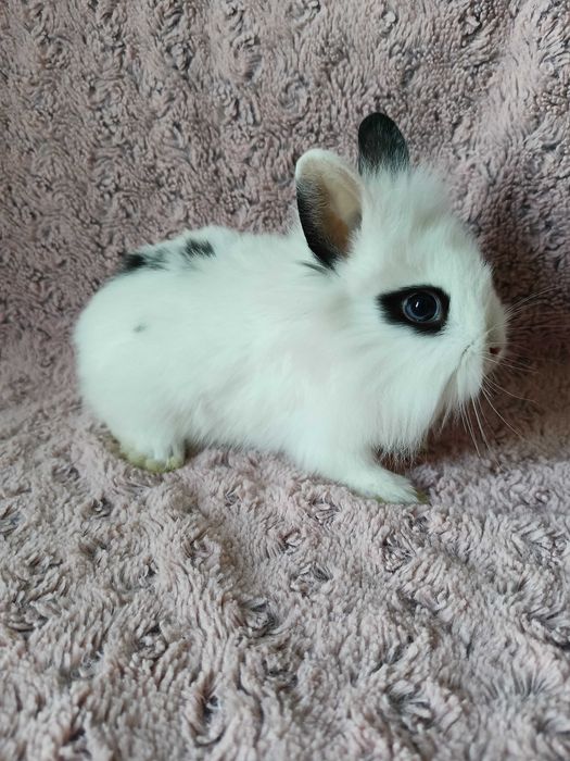 Królik karzełek Lwi/ Teddy