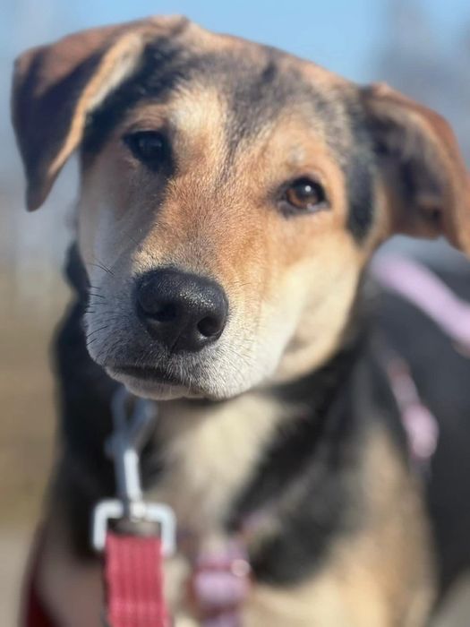 Delikatna Olza nieśmiało poleca się do adopcji