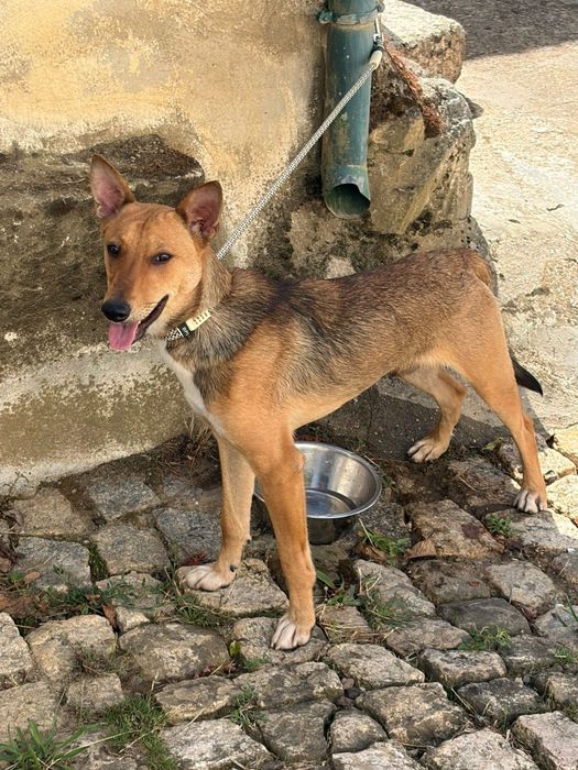 Cãozinho de 6 meses para adoção responsável