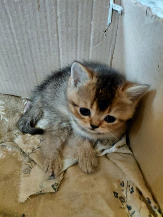 Британские котята