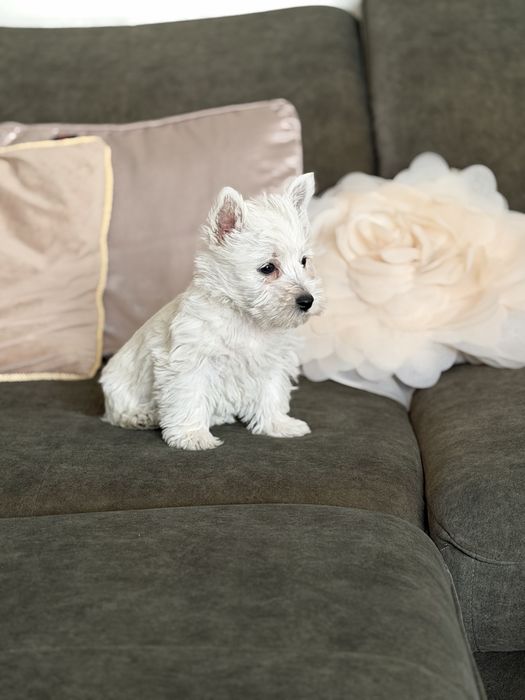 West terrier piesek
