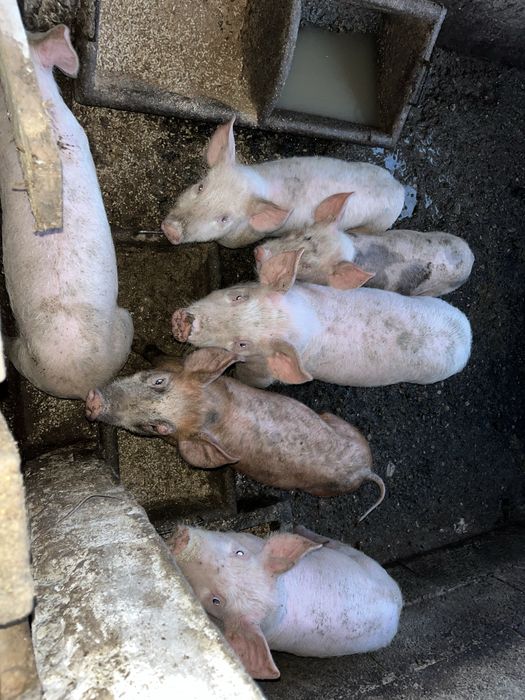 Vendo leitoes com 2 meses