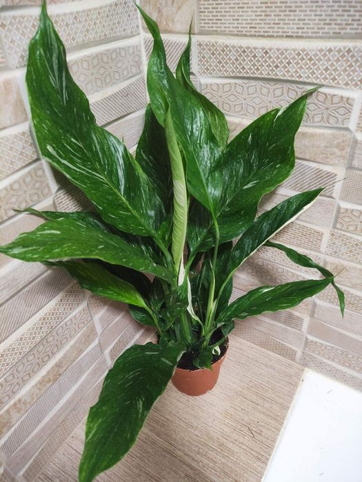 Ктенанта, строманта триколор