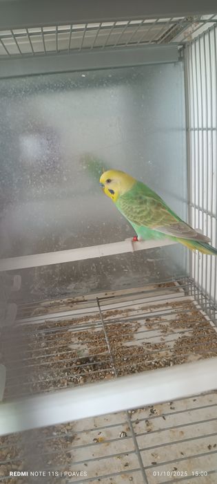 Periquitos mutação