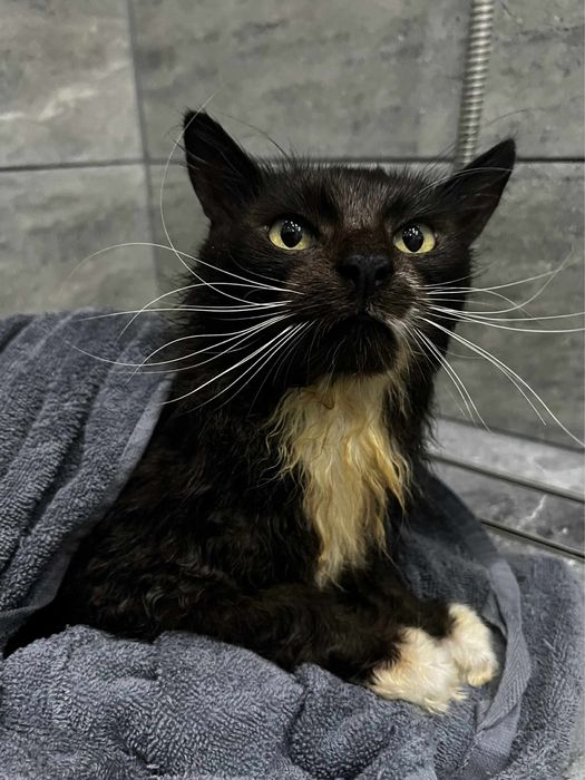 Pokotaj Majeranka - wspanialy i kochany kot do adopcji