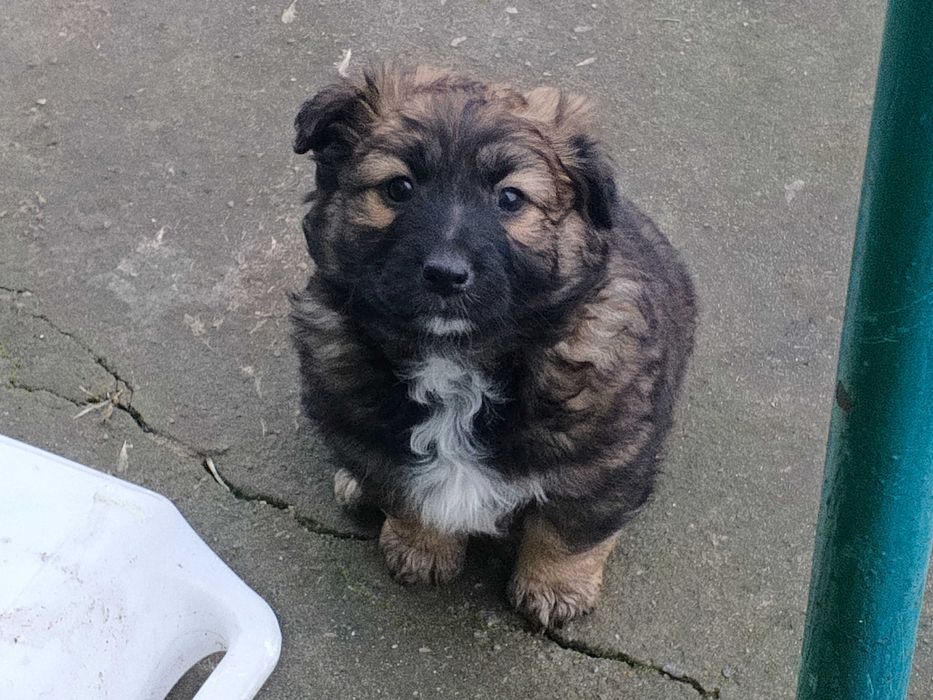 Віддам  цуценя в хороші руки