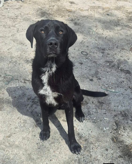 Bailey a typie labradora szuka domu