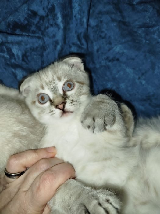 Котята. Срібна шиншила