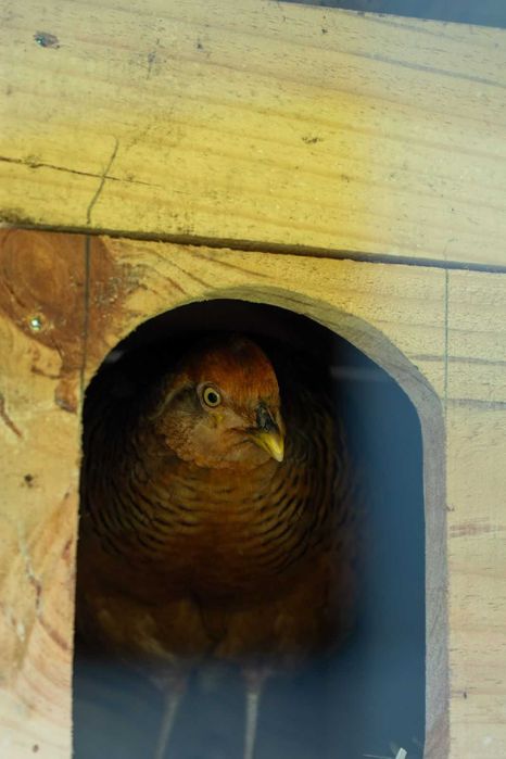 Quintinha de Sá - espaço para convívios,  festas  e eventos