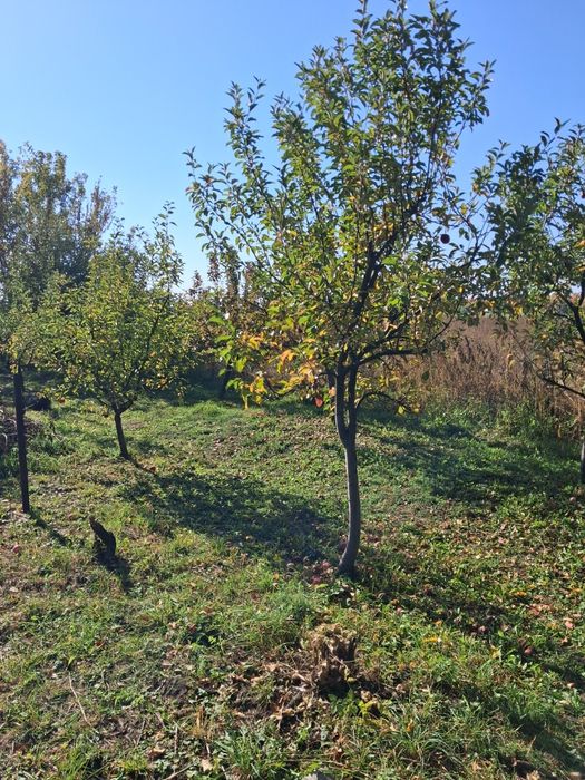 Продається земельна ділянка с. Пашуки Шепетівський район Хмельницька обл