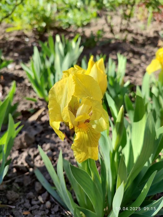 Примули #примула #іриси