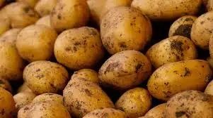 Продам картоплю.