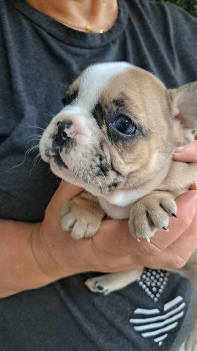 Bulldog francês femea