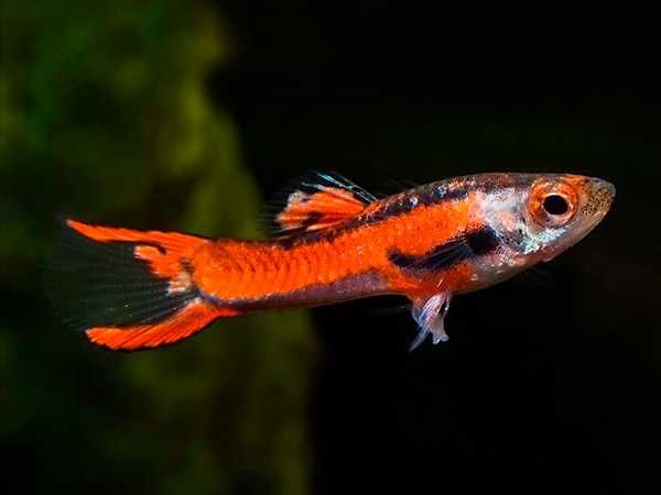 Poecilia wingei "Red Scarlet" (super ładne!)