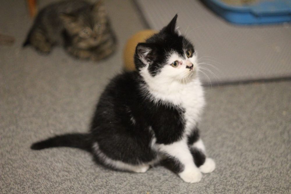 Котенок в поисках семьи