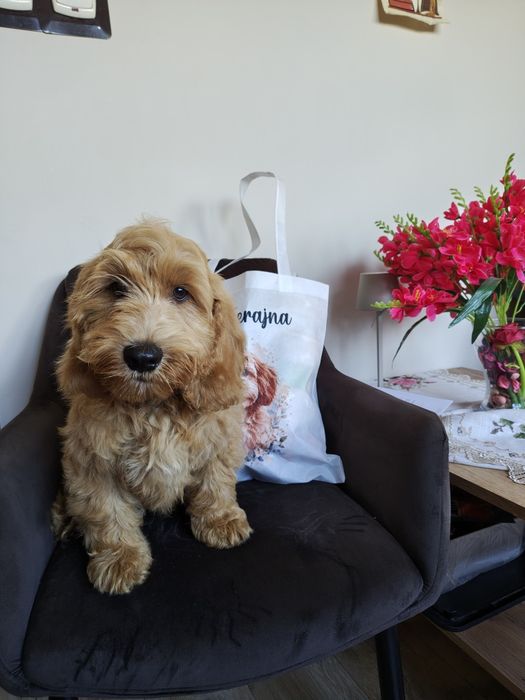 Cockapoo hybryda F1 piesek