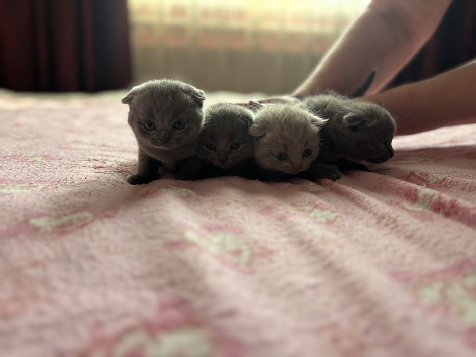 Продам британських весловухих