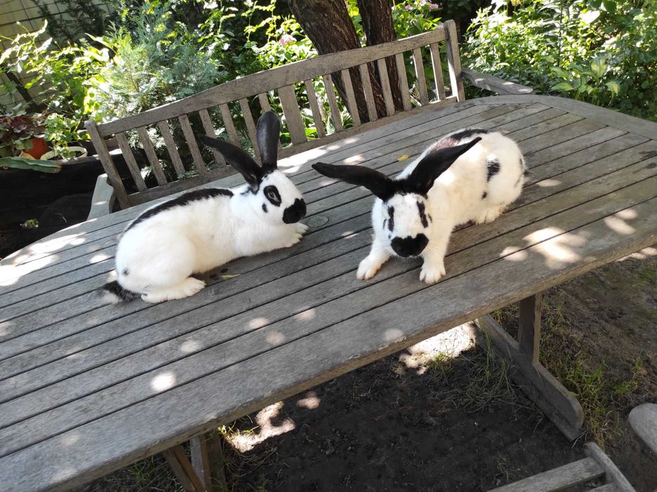 Молодь кролів породи строкач