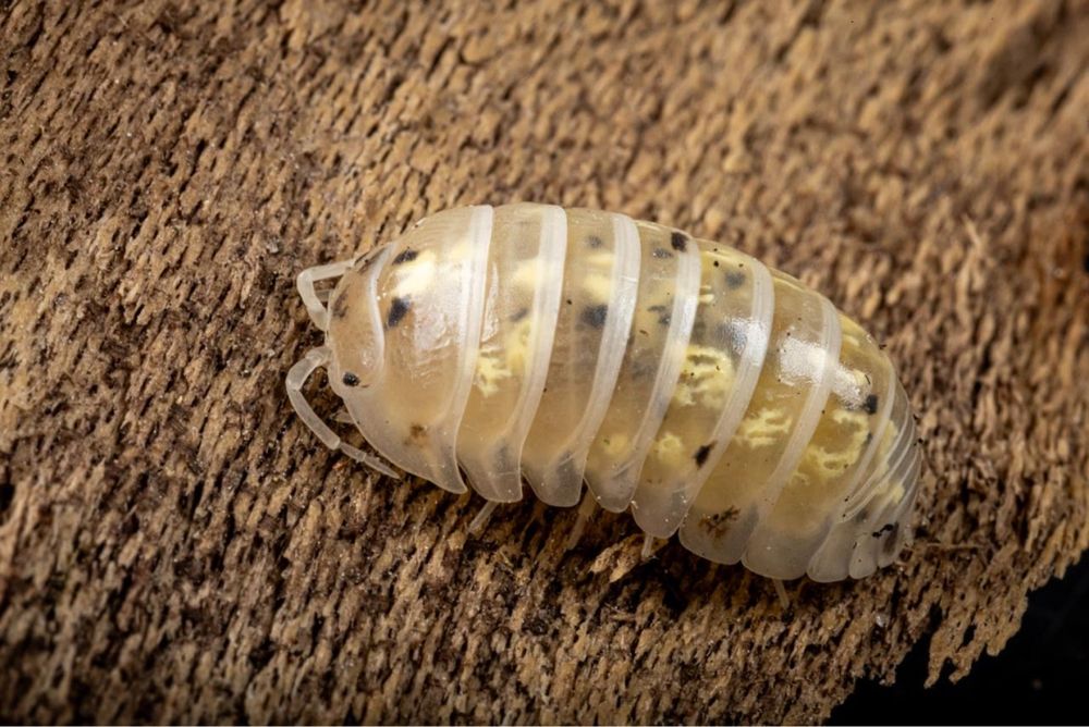 isopody armadillidium vulgare magic potion x10