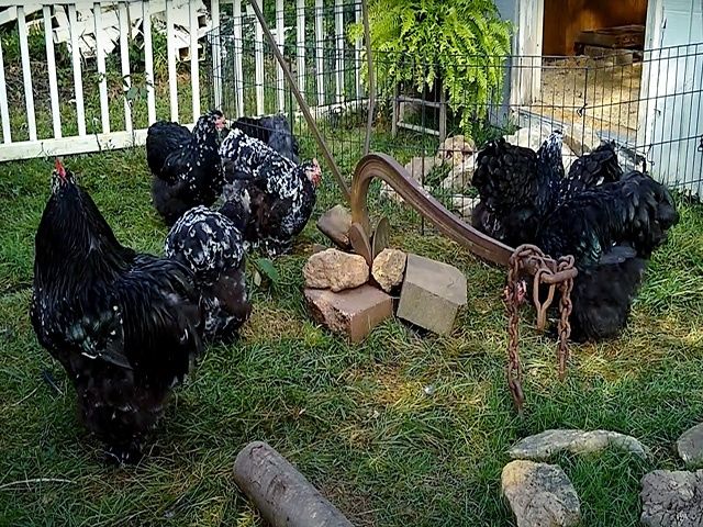 Яйце на інкубацію від породистих курей. Кохінхін ізабелла, мармуровий.