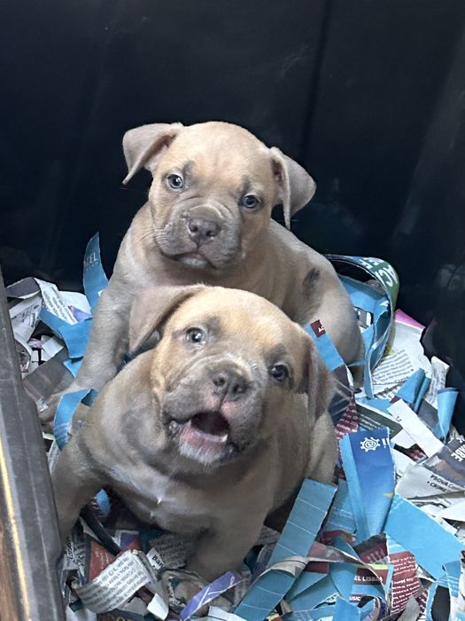 American Bully Pocket