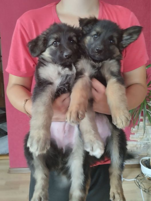 Продам цуценят Німецької вівчарки