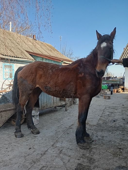 Змінить місце проживання кобила