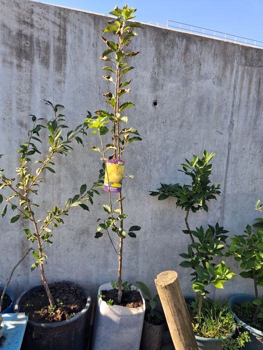 Macieira Golde portuguesa Com elevada  qualidade já com suporte para o ano dar o fruto