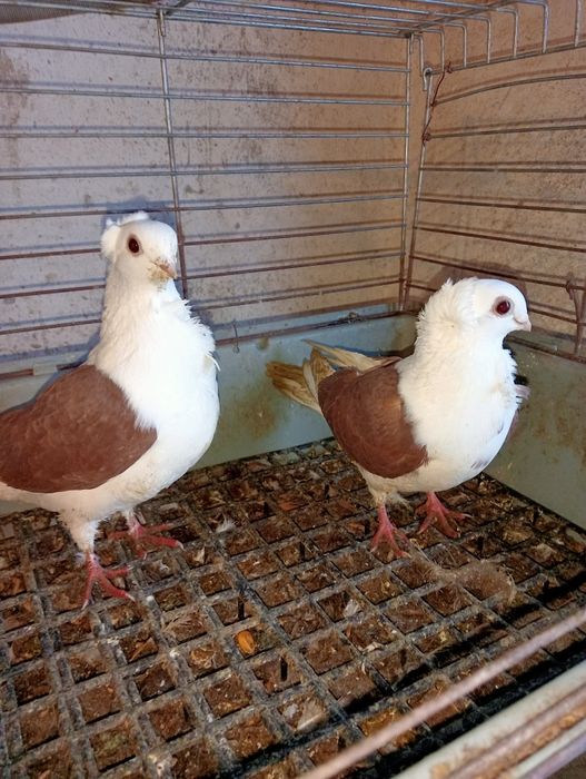 Gołębie mewki czerwone parka