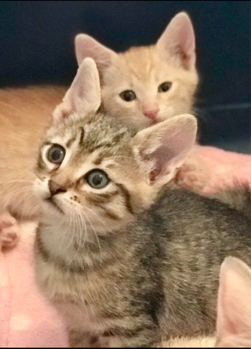 Котенок тигровый 1.5мес котята кошеня серый