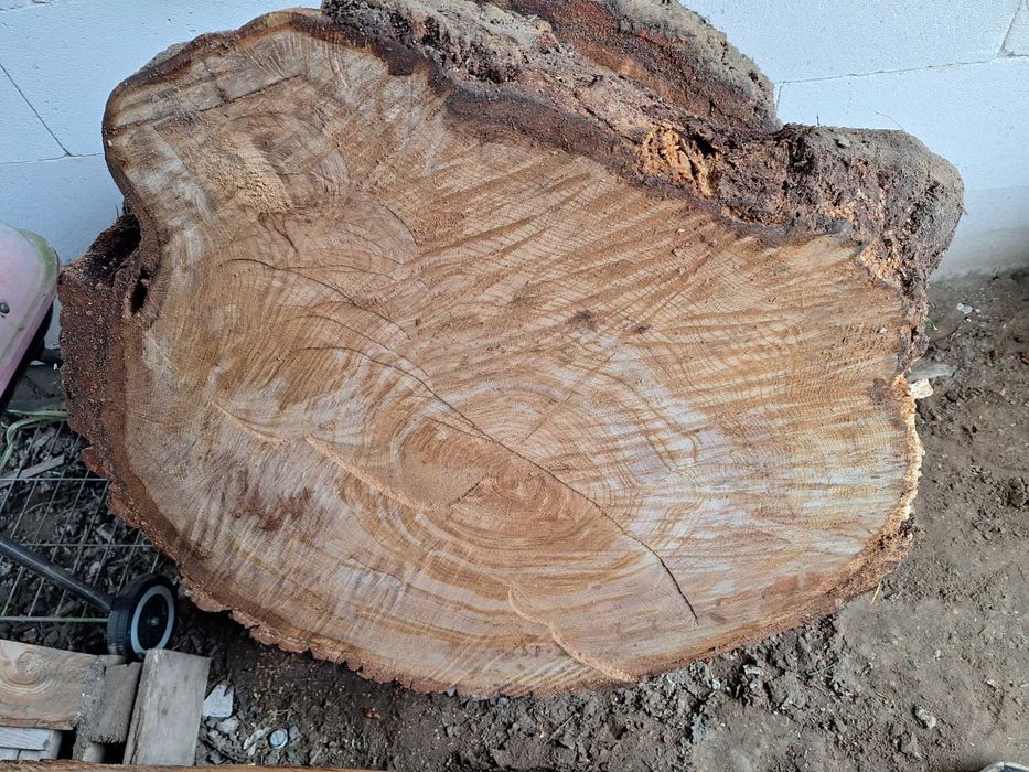 plastry dębowe, dąb, lite drewno