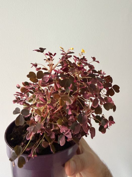 Oxalis crazy pink