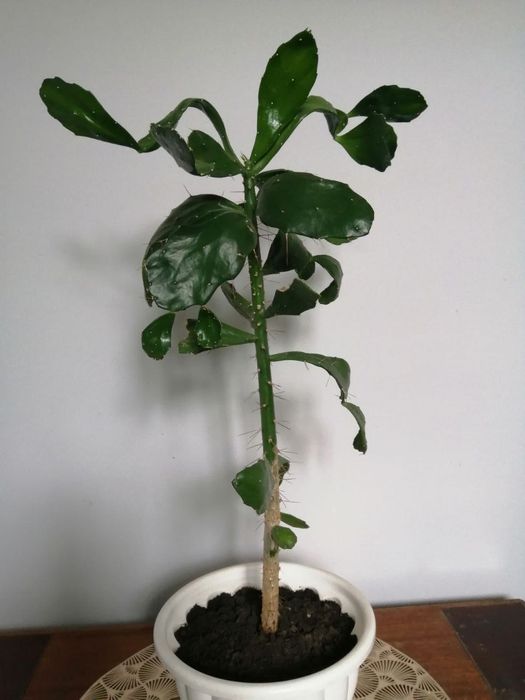 Кактус опунция бразильская, высота ствола 50 см