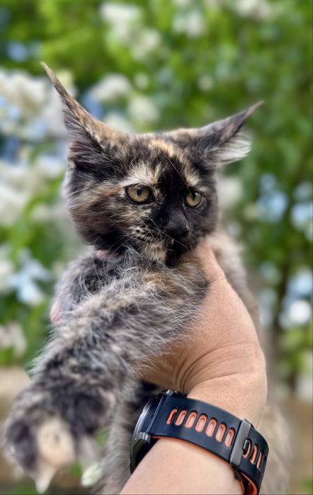 Czarna szylkretka Maine Coon