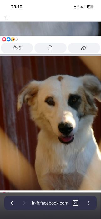 Trixie, cerca de 1 ano e meio