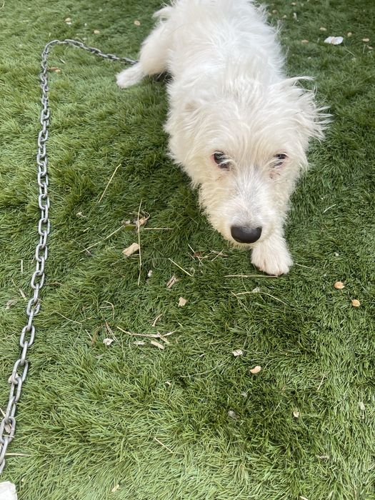 Cadela 5 meses para doar