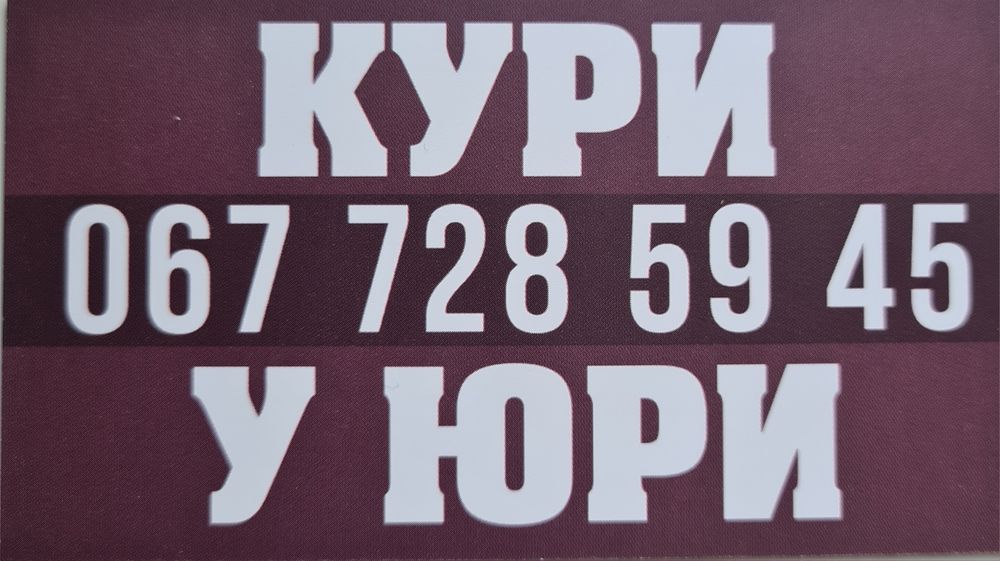 Молодые куры,молодка.