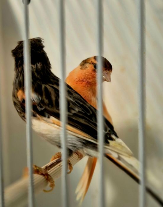 Kanarek kanarki Arlekin portugalski