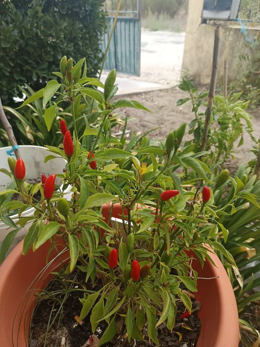 Mudas de Pimenteira Malagueta - Pimentas Frescas da Época - cavadas-mira